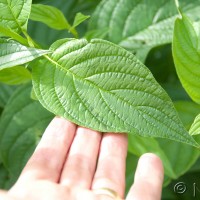 Red Osier Dogwood